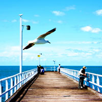 The Gull Over The Jetty