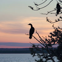 Cormorant Sunset 2