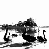 Sunrise Swans 1 (Black&White)