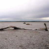 Driftwood at Pink Lake